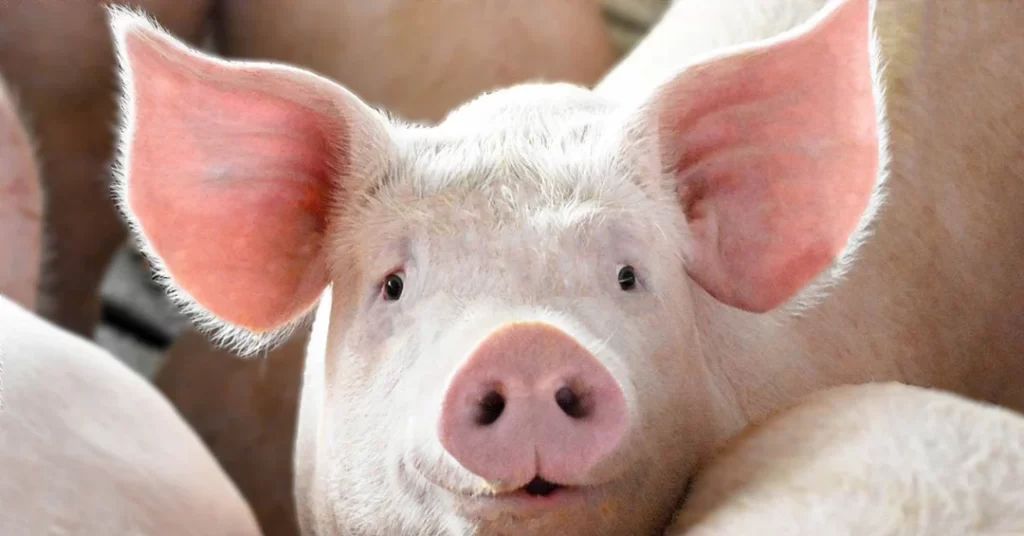 A Feeding Guide for Pigs. Group of pink pigs.