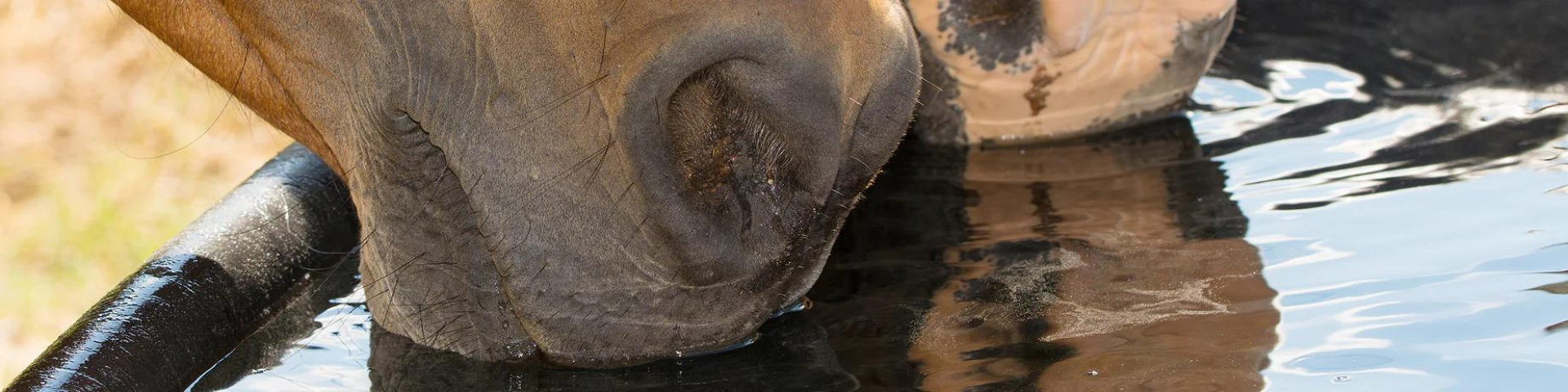Close up of two horses drinking from trough.