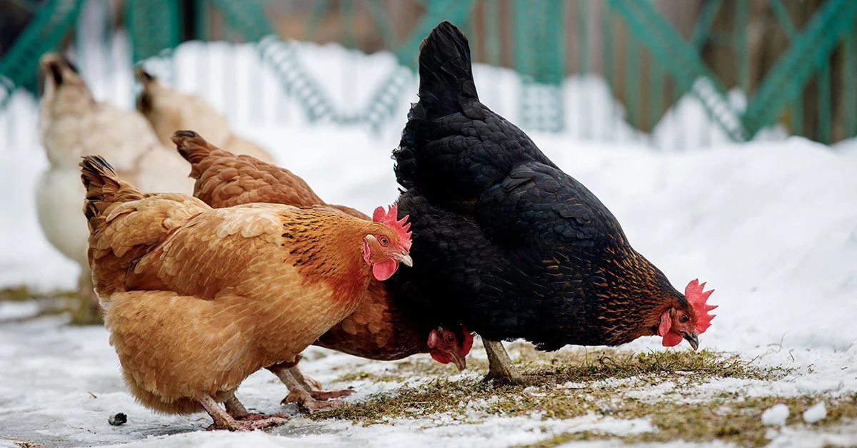 Should I Change Chicken Feeds in the Winter? Hens eating scratch in winter.