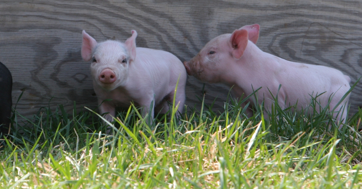 Two youg pigs. How to Keep Weaned Pigs Hydrated.