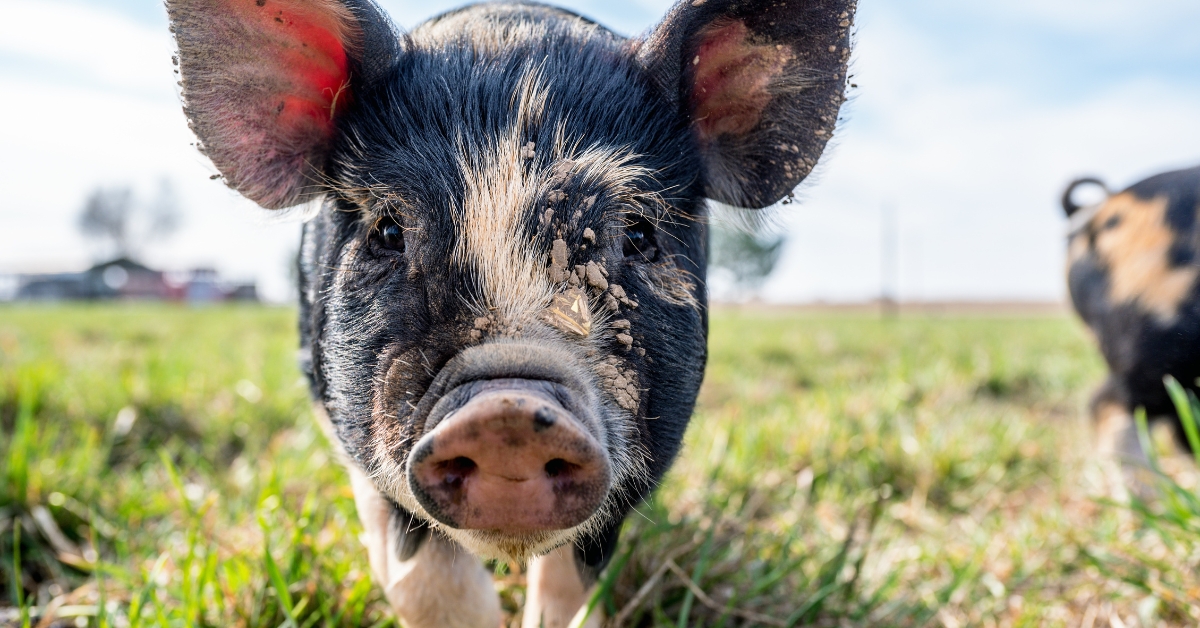 Mini and Potbellied Pigs. Is a Mini or Potbellied Pig the Right Pet for You?