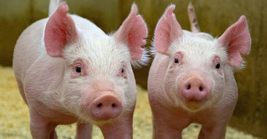 Two pink pigs. How to Choose the Rigth Type of Pig Feeds.