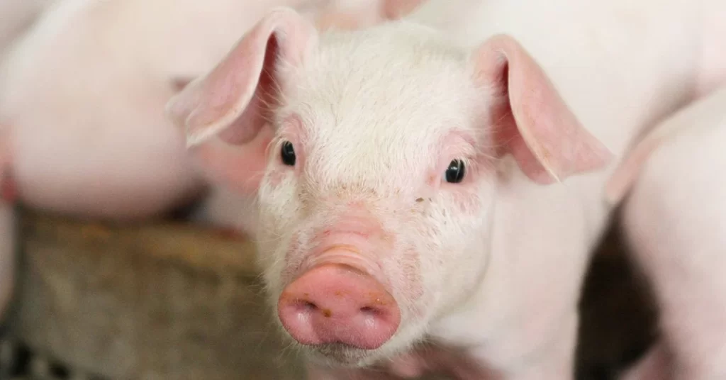 LifeGuard® Swine - What Is It and How Does It Help Your Pig?