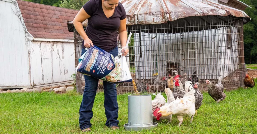 Chicken Feed Storage: Your Helpful Guide. Woman filling chicken feeder.