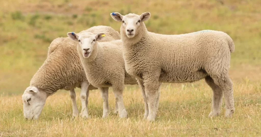 Caring for Sheep. Small flock of sheep grazing.