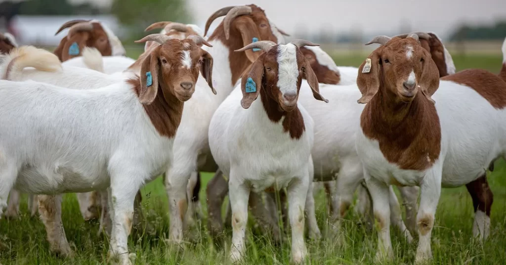 Goat Feed and Goat Grain 101: The Basics. Herd of brown and whte goats.