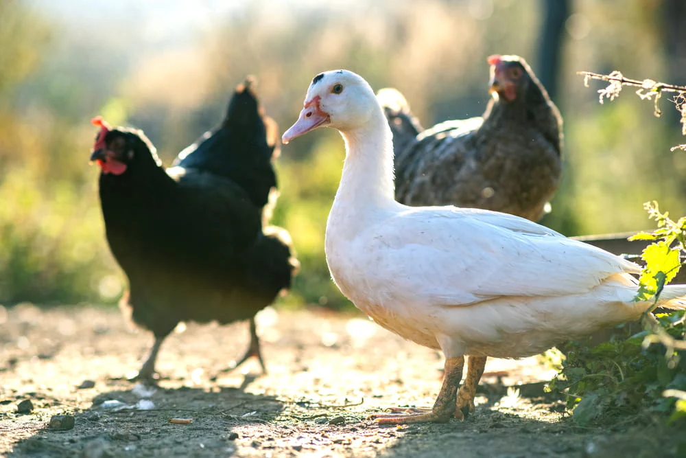 Raising Ducks vs Chickens in Your Backyard Flock. Learn more at your local Route 67 Feed in Waynesfield, Ohio.