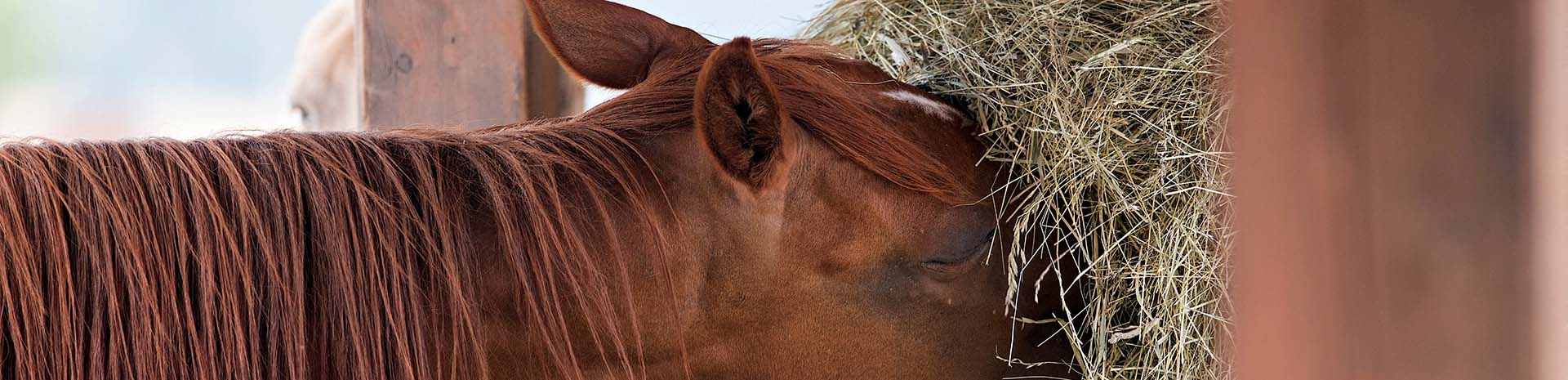 horse eating hay in winter