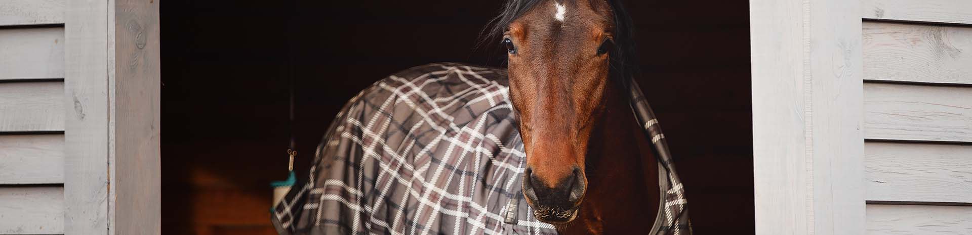 horse during seasonal transition in blanket