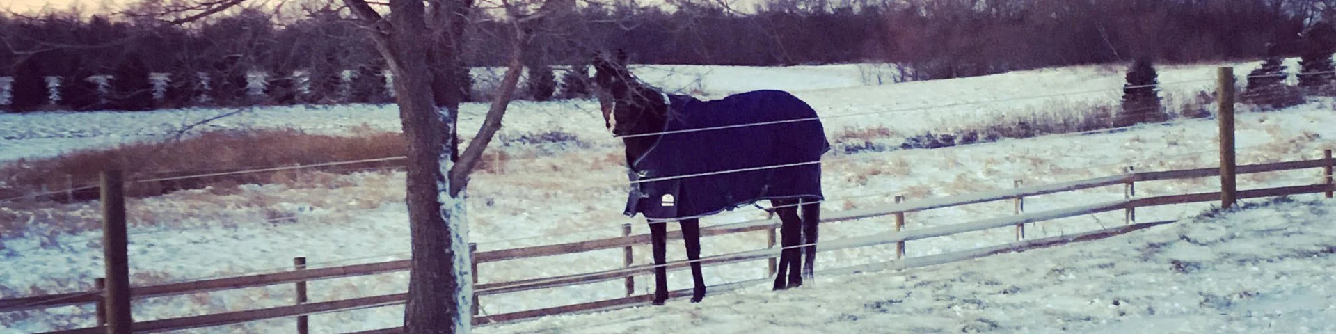 Horse in cold winter weather