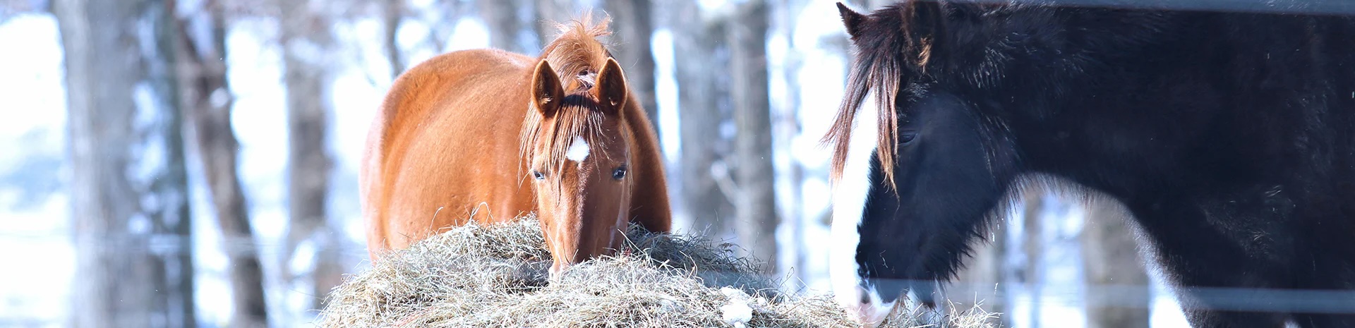 horses during the winter - route 67