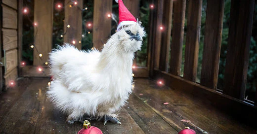 Winter Treats for Chickens