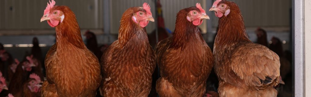 What to Feed Older Backyard Chickens. Flock of red hens in barn.