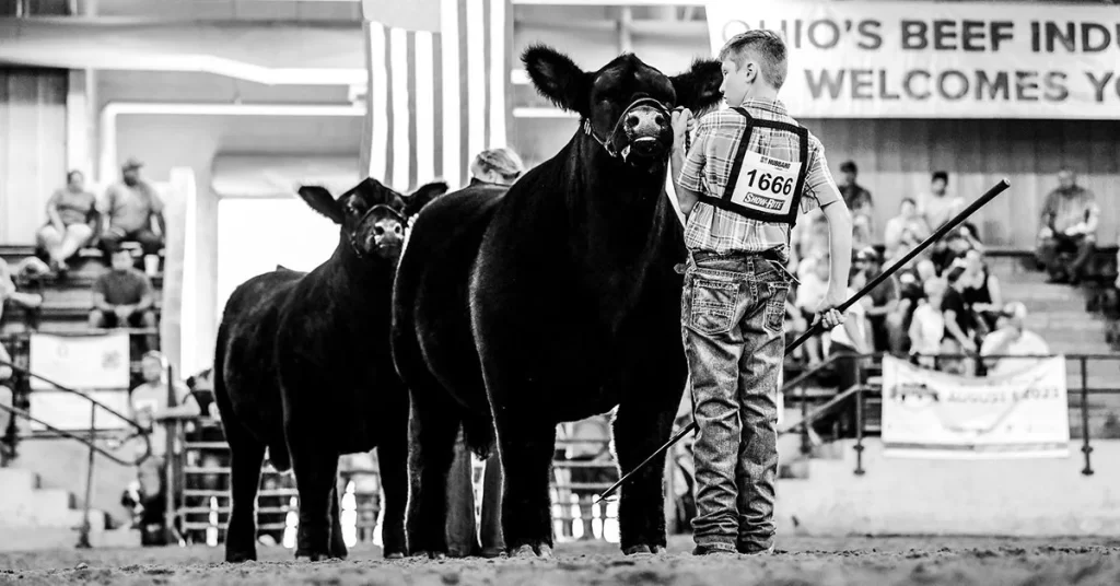 Traveling with Show Cattle Tips for Traveling with Your Show Cattle. Youth Exhibitor with Cattle Project in Ring. Youth exhibitor in show ring with cattle project.