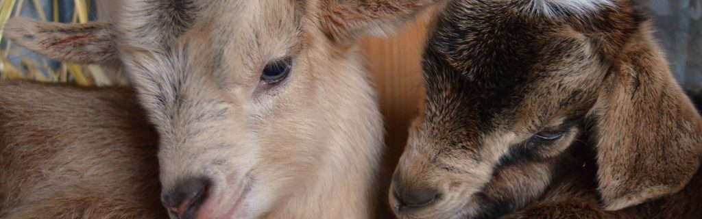 Raising Goats for Beginners: Feeding, Care & Management Guide. Two young goats nestled in straw.