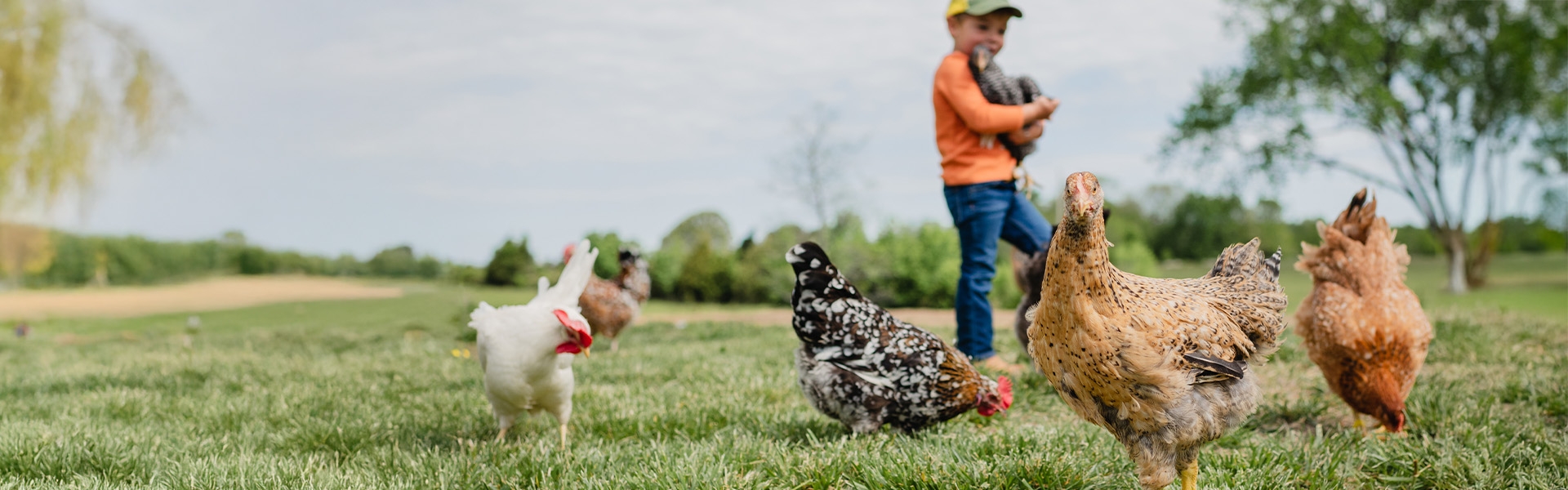 Chickens Free Ranging